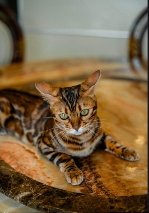 Бенгальське кошеня дівчинка