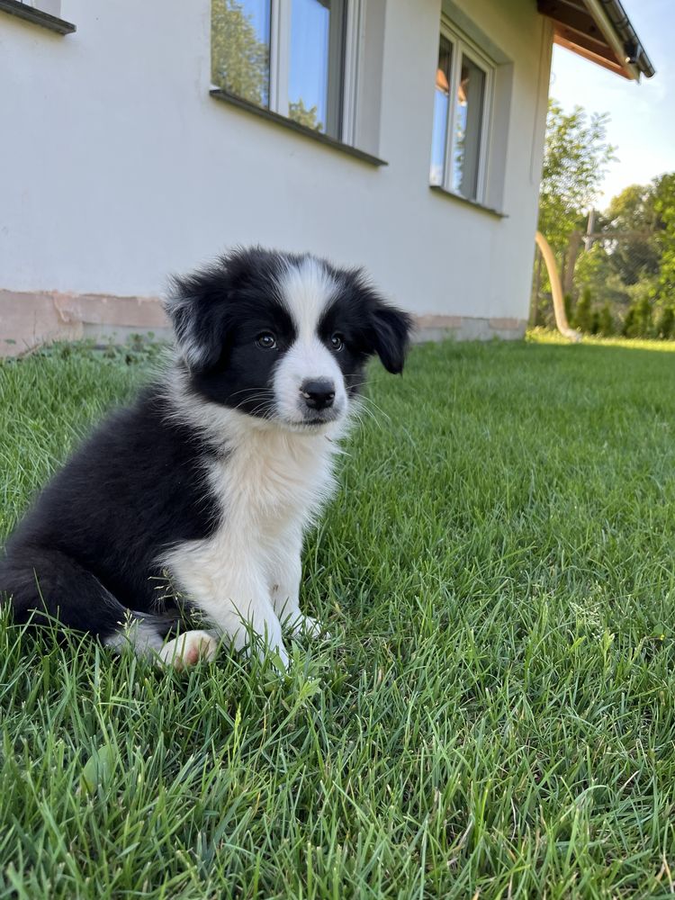 Border Collie FCI