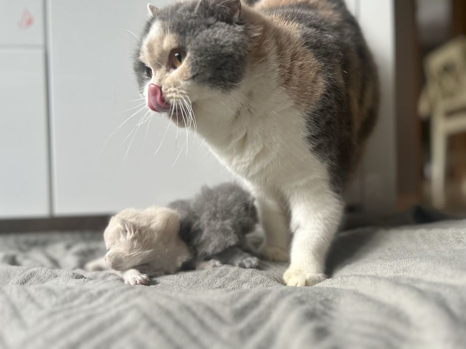 Kot Brtyski  **kotka  tricolor ** 3 letnia