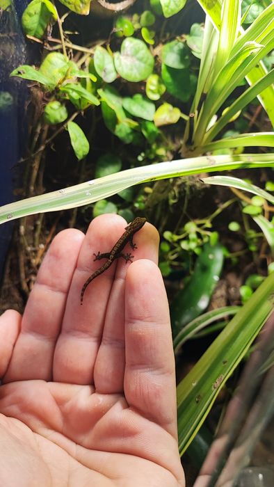 Młode gekony płaczące terrarium vivarium