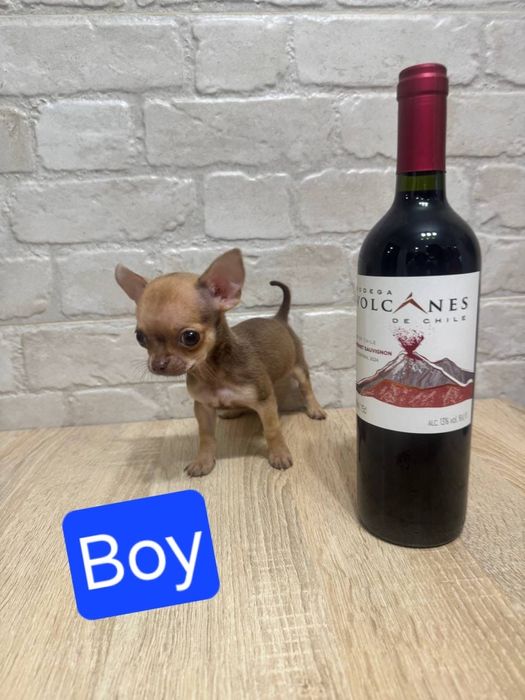 Крихітний хлопчик чихуахуа