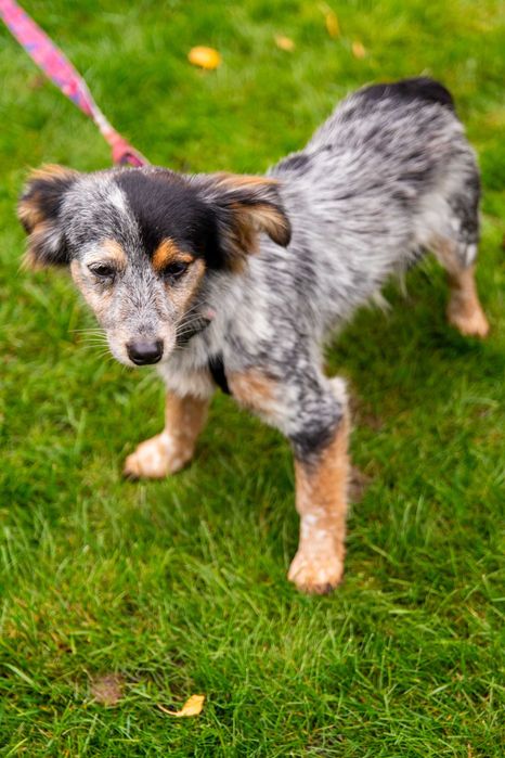 Dwie kruszynki przyjacielskie czekają na dom