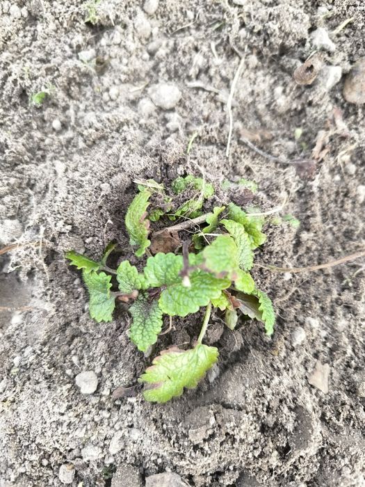 Меліса багаторічна