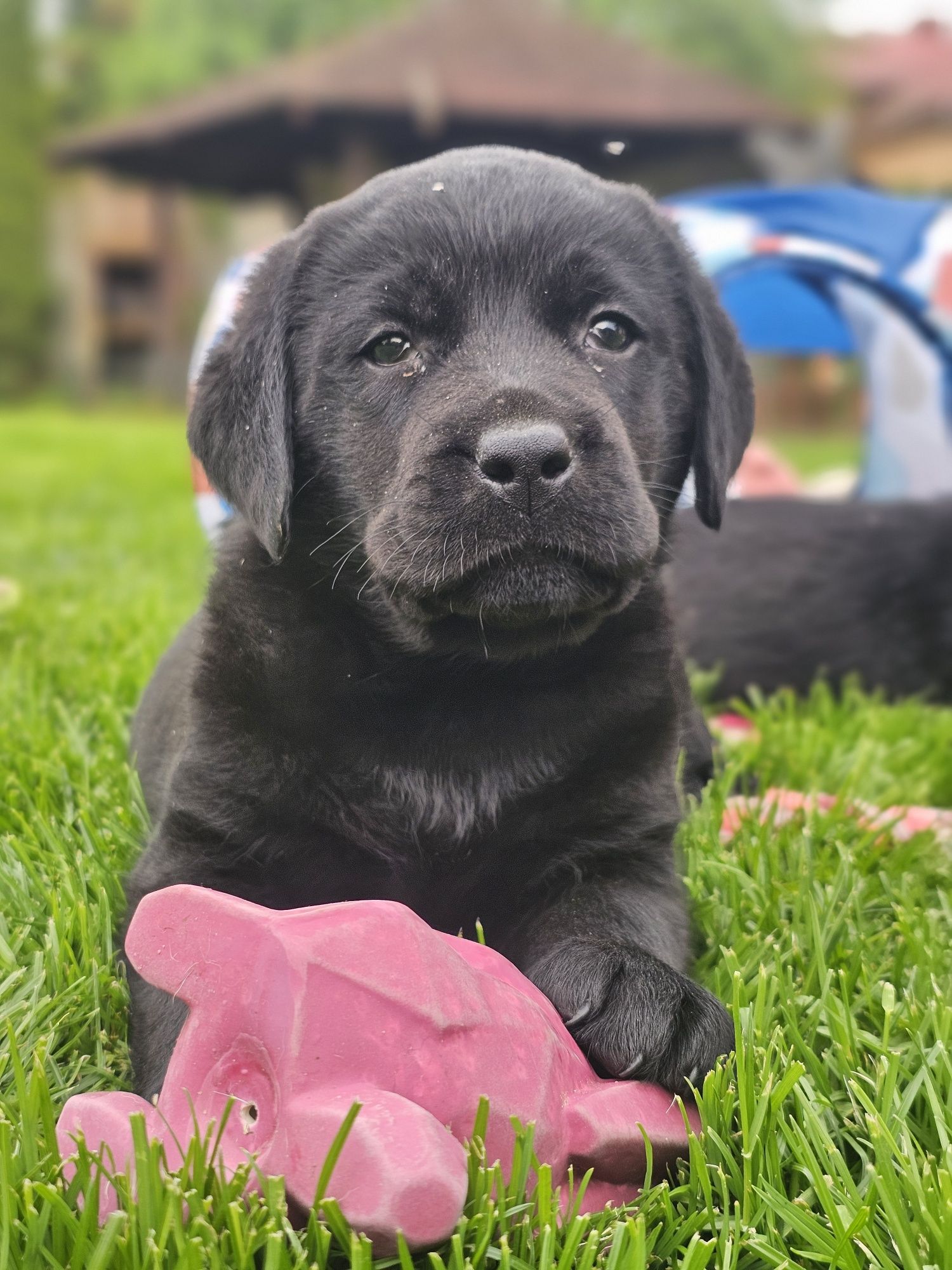 Labrador Retriever czarny pies