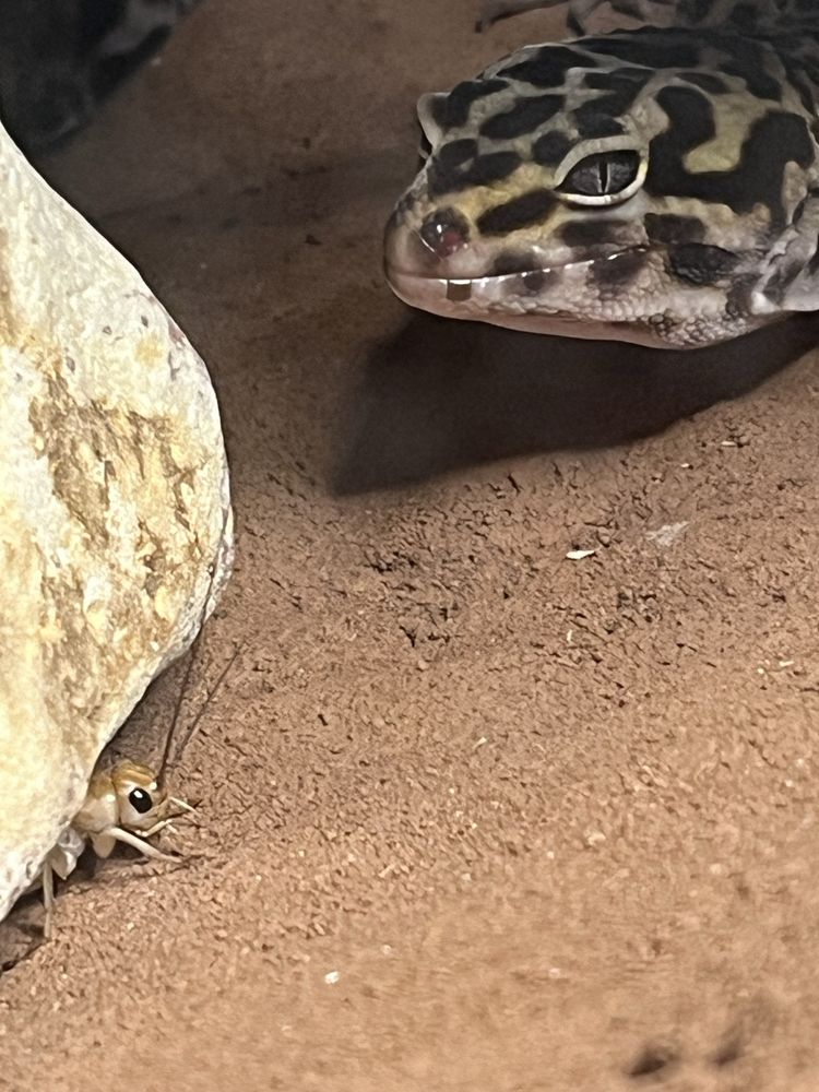Gekon lamparci wraz z terarium i wyposażeniem