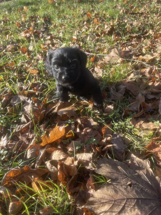 Oddam suczke za darmo