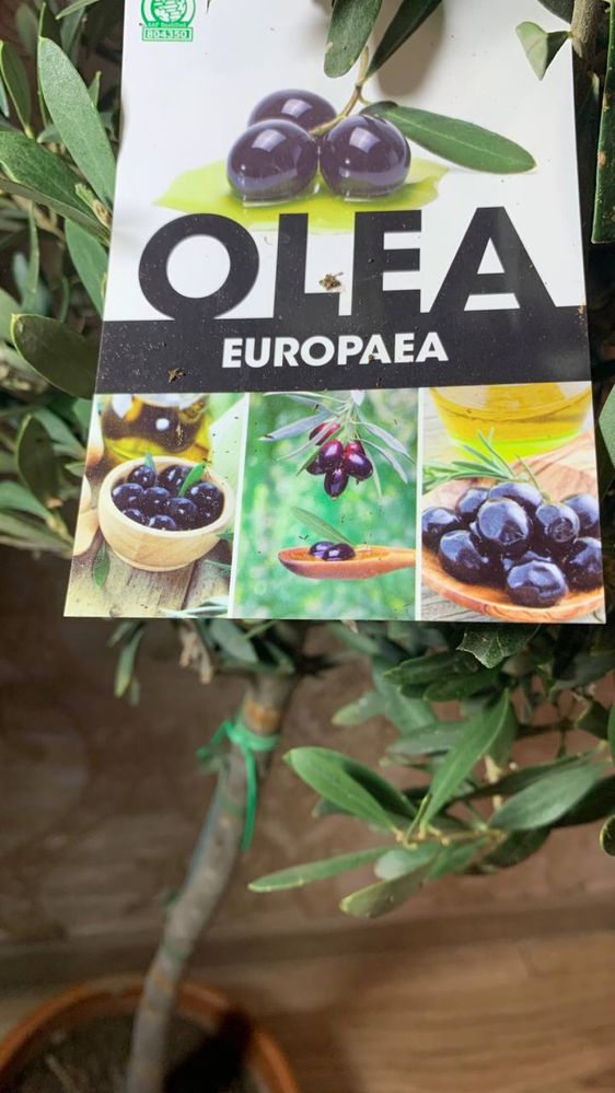 Оливкове Дерево olea europaea