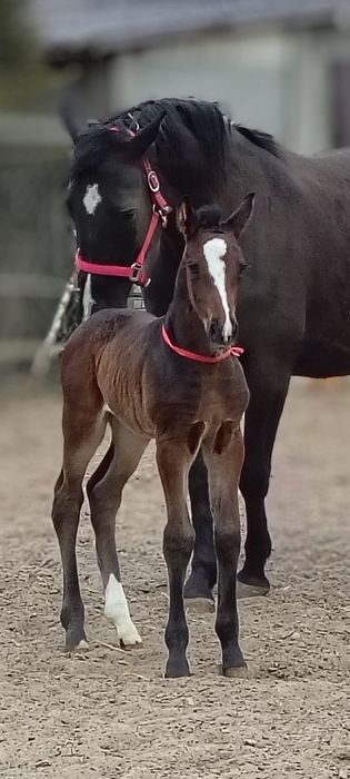 Sprzedam źrebice PKS