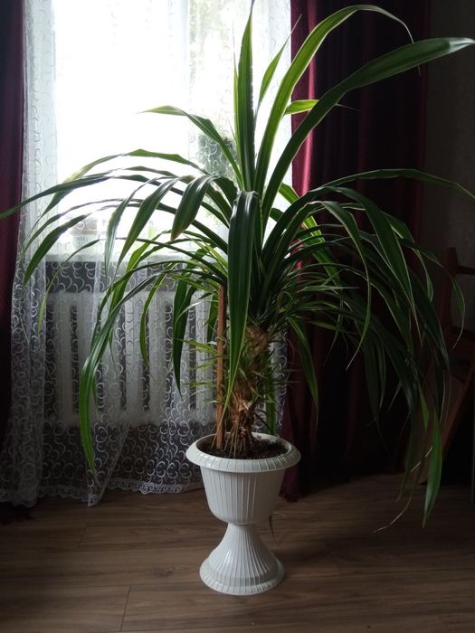 Пальма/Молочай кімнатний вазон