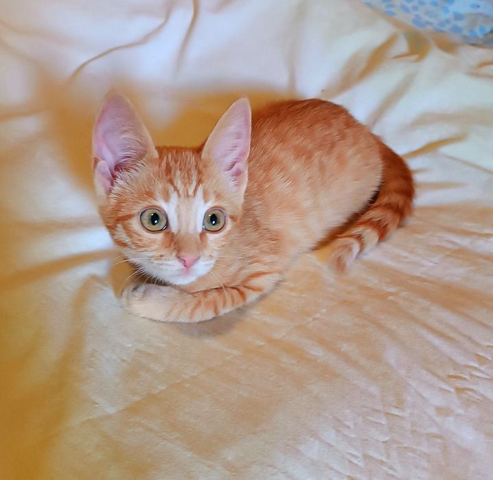 Котята отдам красивый котенок девочка