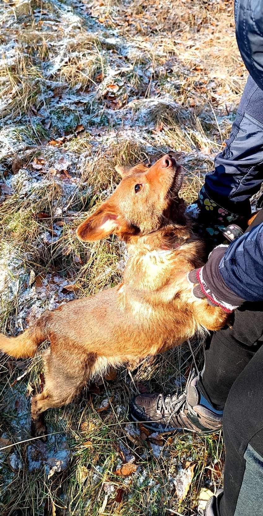 Prze kochany psiak uwielbiająca ludzi i spacery poleca się do adopcji