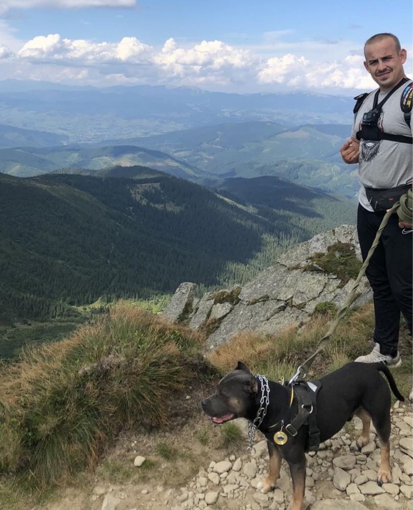 В’язка , случка, АСТ, Вінниця. Шукаємо невістку)