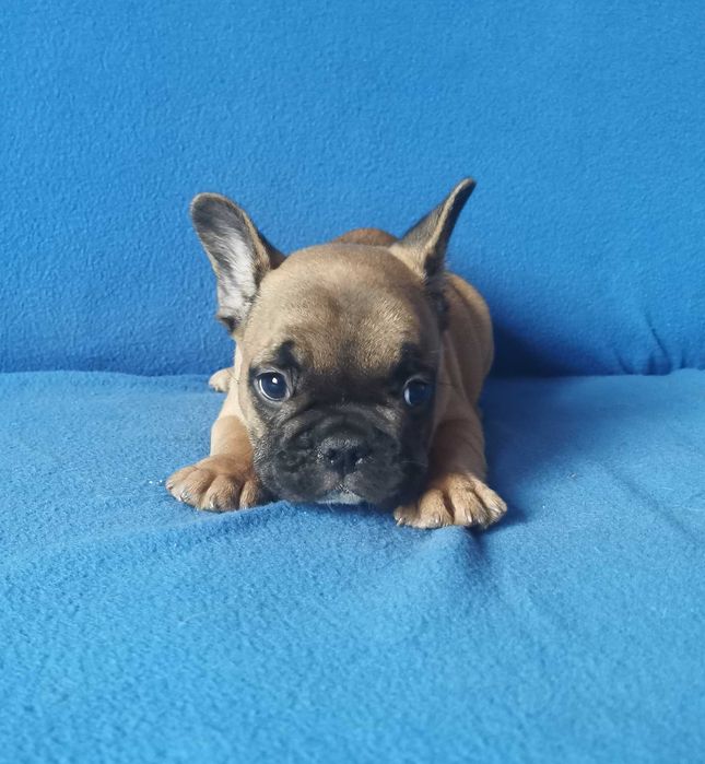 Chłopczyk  Buldog FRANCUSKI !