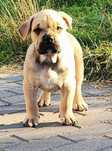 dog z Majorki / ca de bou