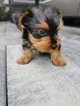York Terrier piesek