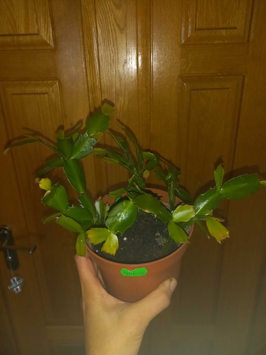 Фікус мокламе драцена різдвяник шлюмбергера