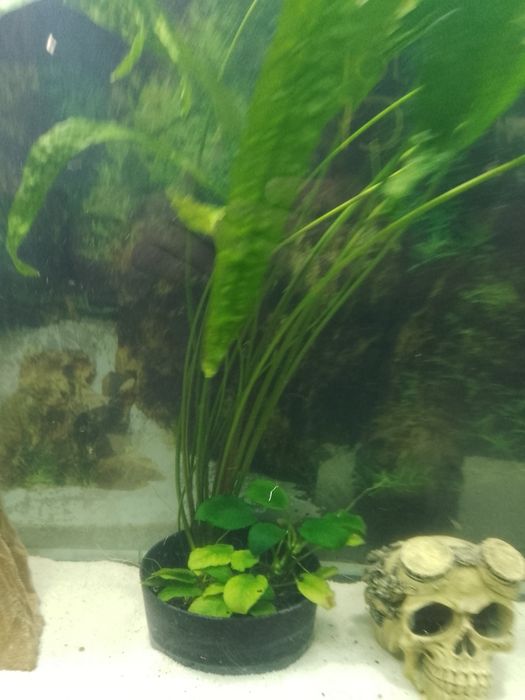 Kryptokoryna. Anubias duże sadzonki