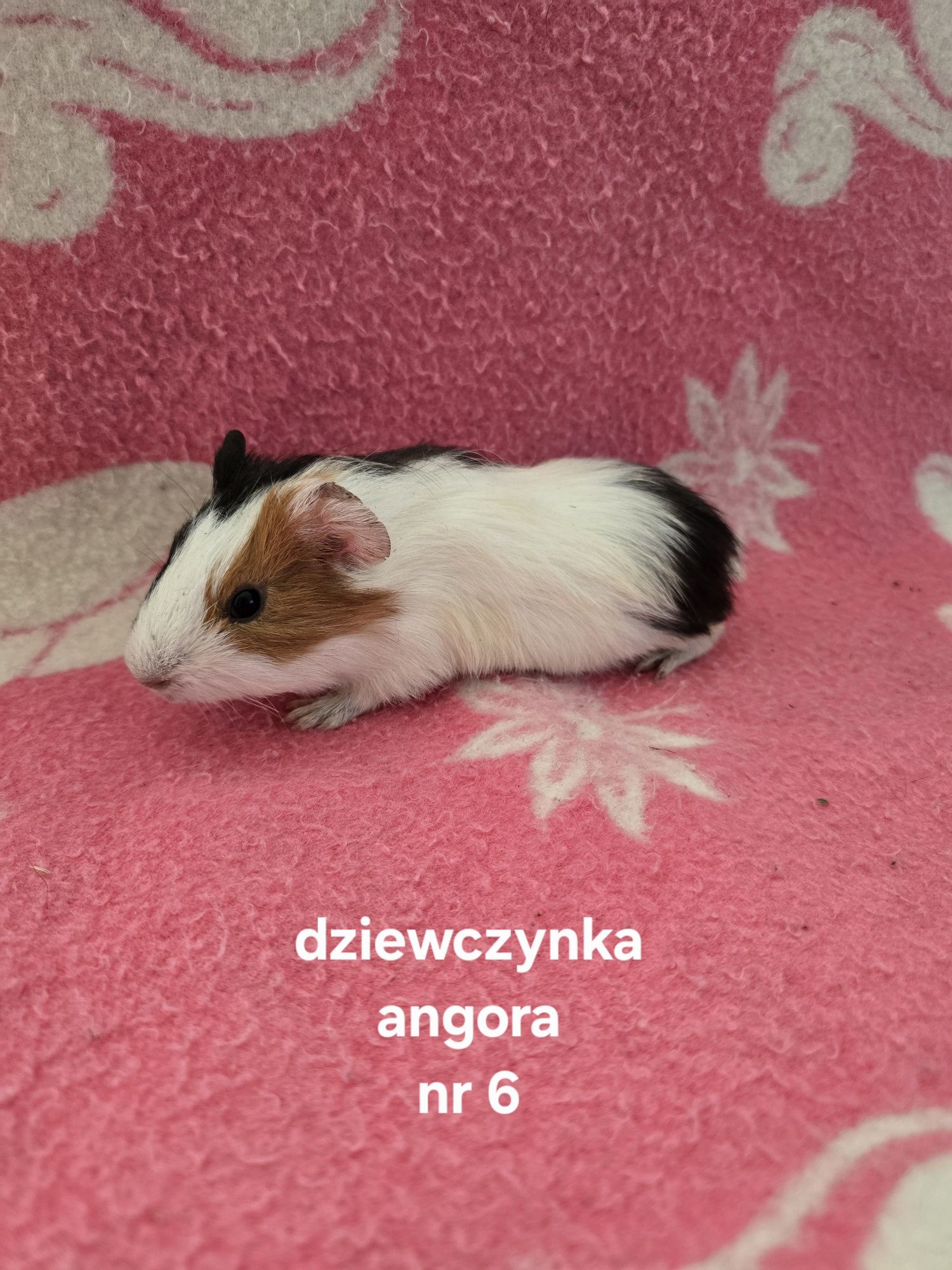 Świnki morskie/kawia domowa młode samiczki I samczyki