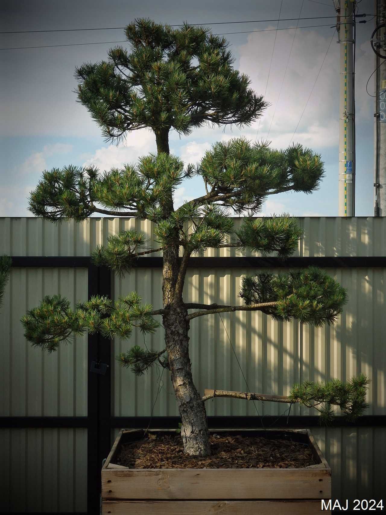 Drzewko Bonsai niwaki Sosna Mugo 275cm - Pušis Juodoji