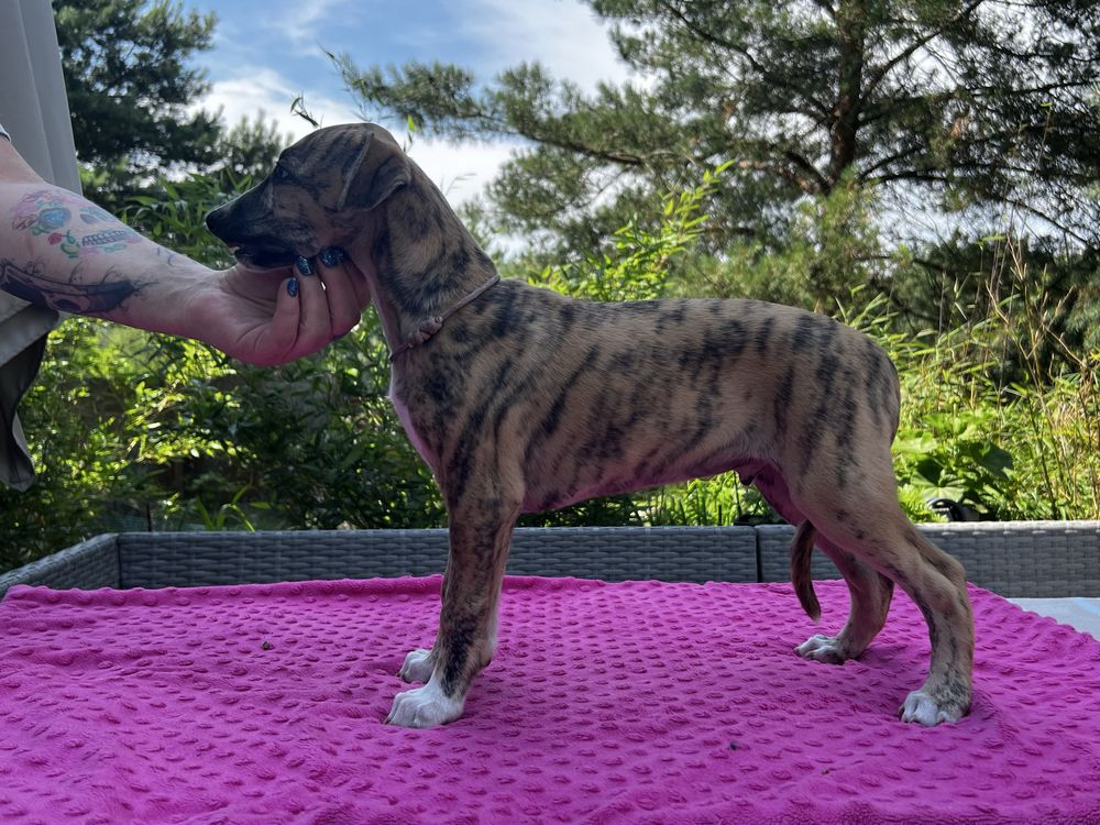 Whippet- chart angielski FCI