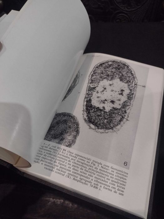 O Lugar da Gentamicina na Antibioticoterapia Actual