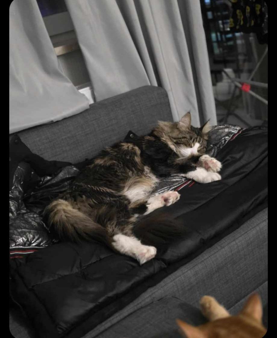 Kot Maine Coon Hades z wyprawką