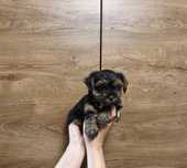 Yorkshire terrier miniaturka