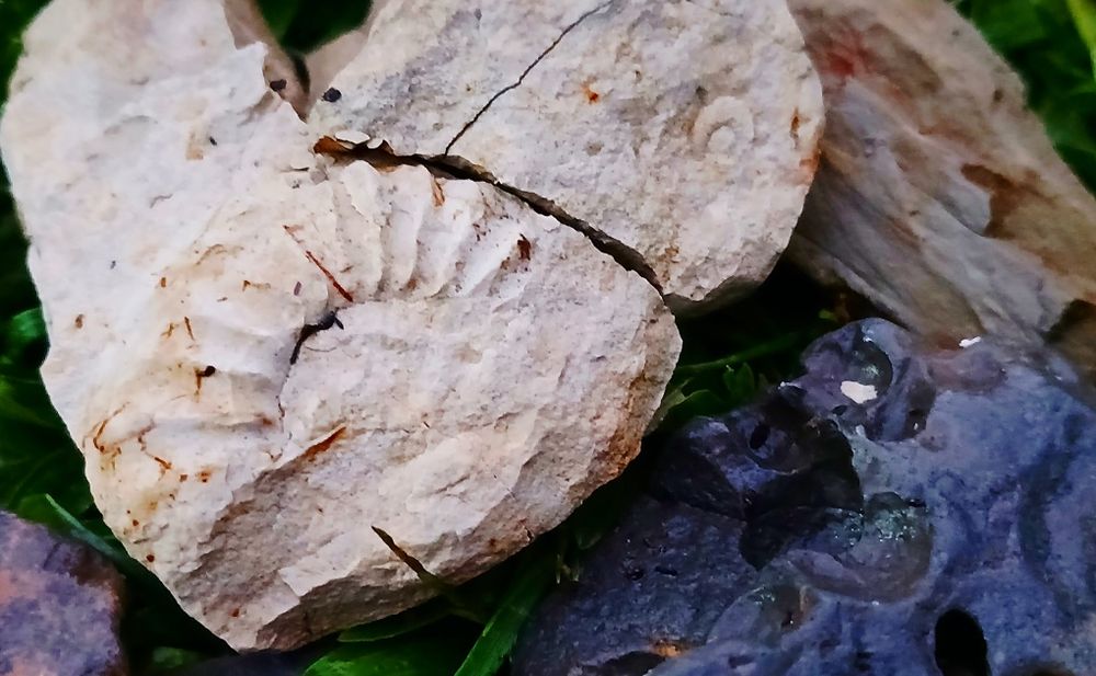 Aquário para répteis (tartaruga, etc)