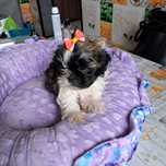 SHIH TZU DZIEWCZYNKA gotowa do odbioru