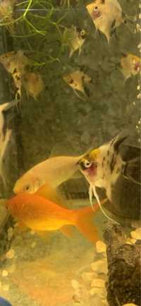 Золоті рибки