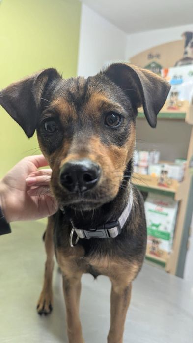 Suczka Maja szuka domu