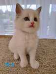 Ragdoll kocurek "Bueno", rezerwacja, rodowód