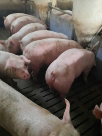 Продам свиней живою вагою з доставкою