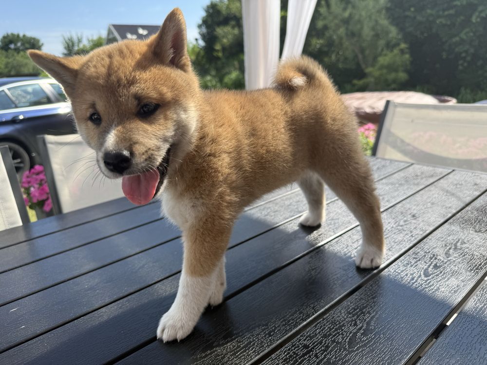 Shiba inu PIES gotowy do odbioru