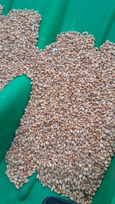 Pszenica ozimą  wilejka  oczyszczoną lub nie