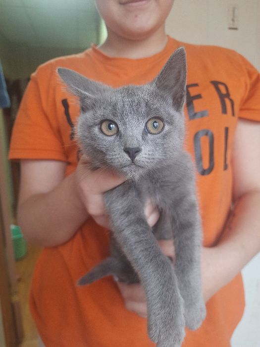 Кошенята на Мальованці!