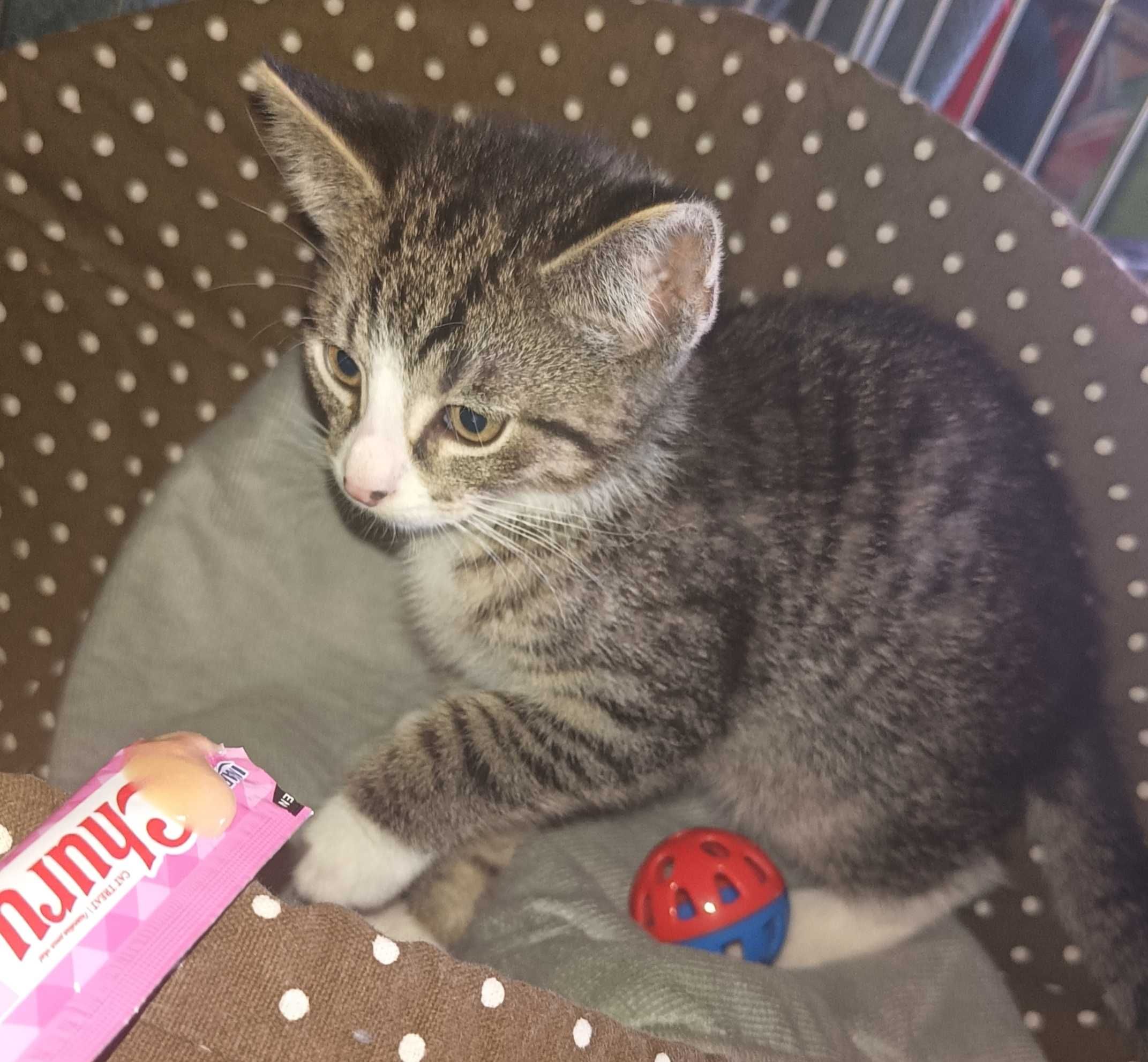 Kotki do adopcji