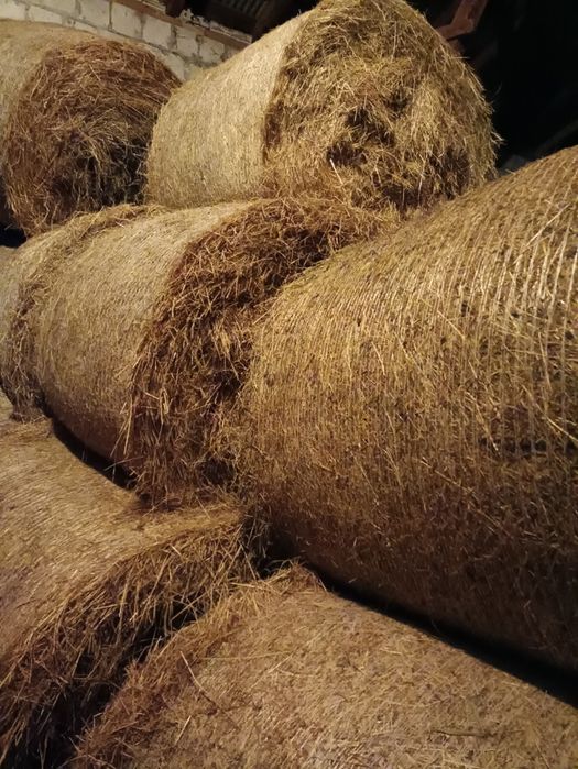 Siano, bele 130cm, 20sztuk, 180zł sztuka
