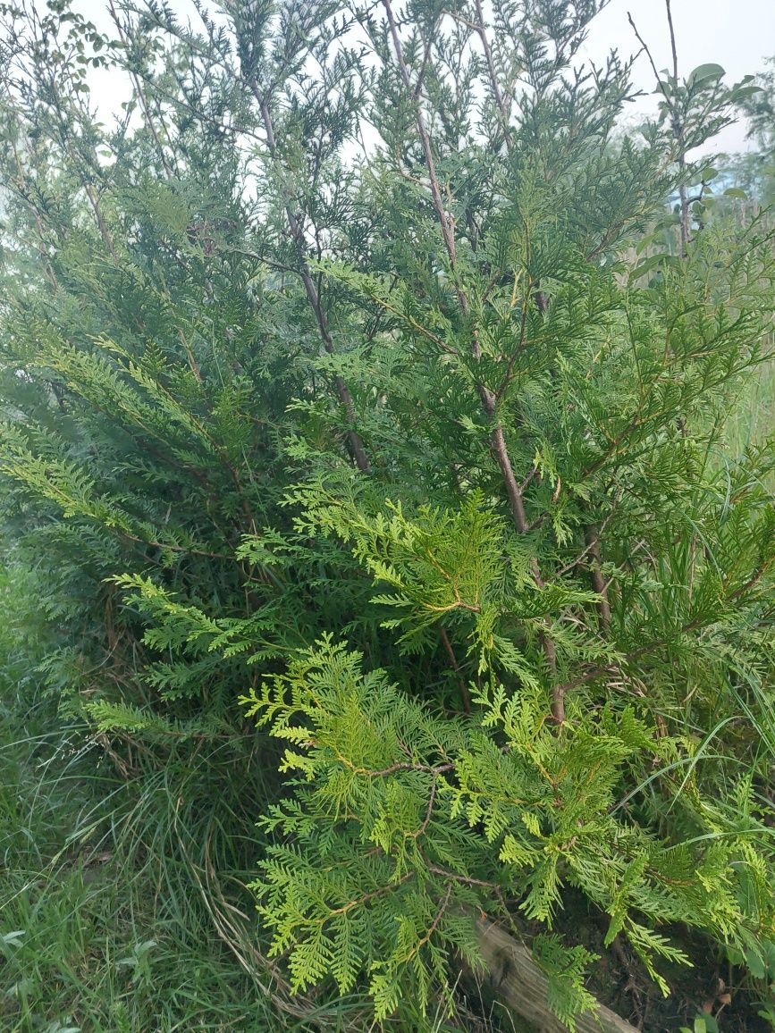 Tuje do ogrodu bardzo ładne.
