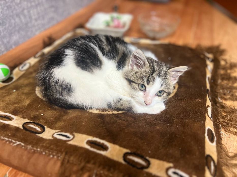 Віддамо кошеня - хлопчика Кузю безкоштовно