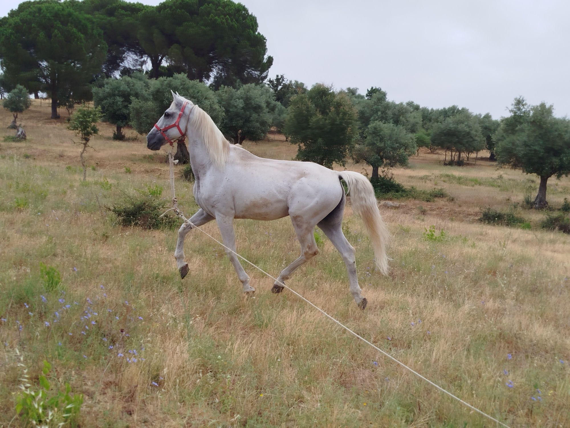 Segue para venda cavalo russa capado