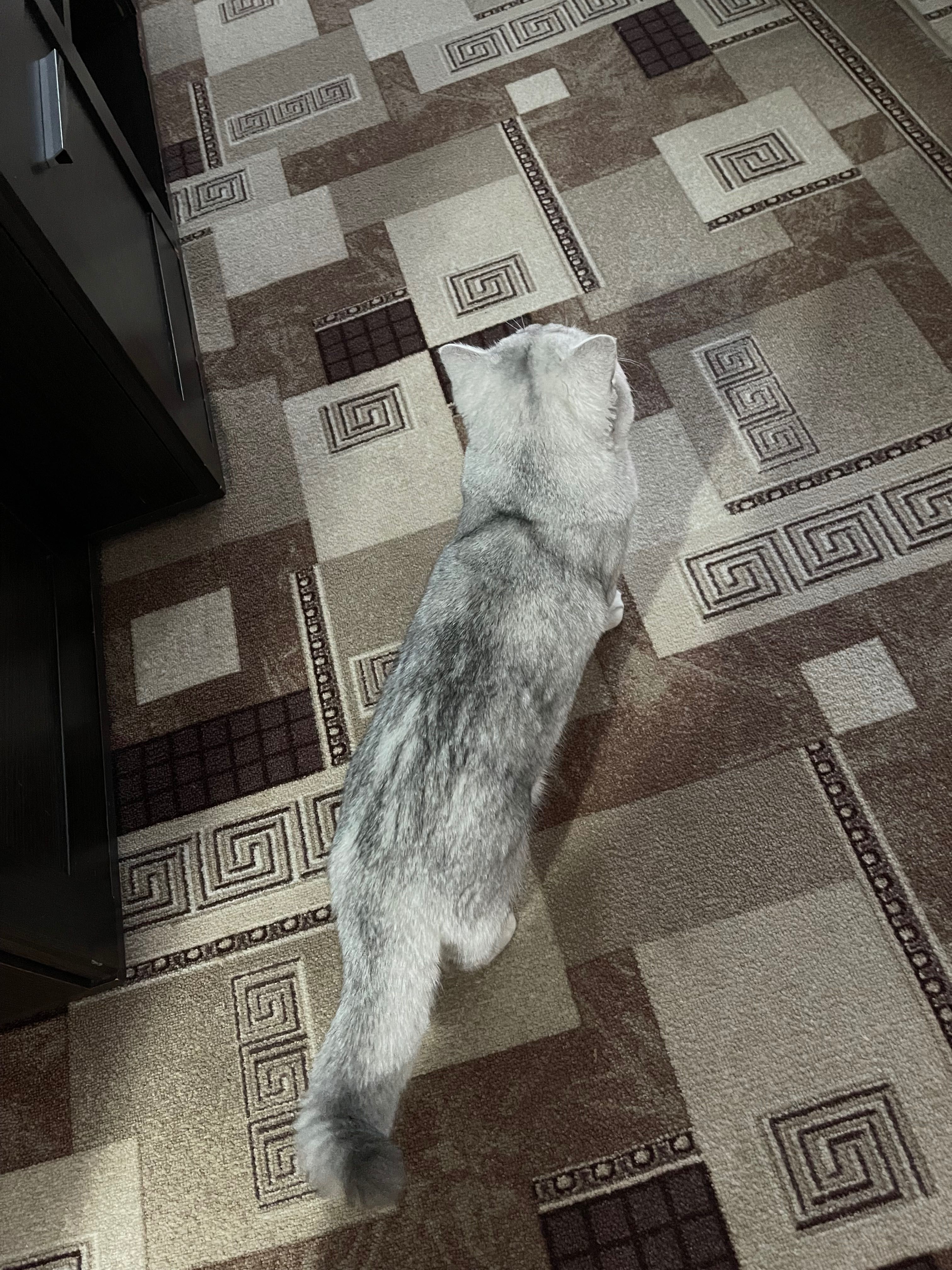 Котик на вʼязку, шотландець