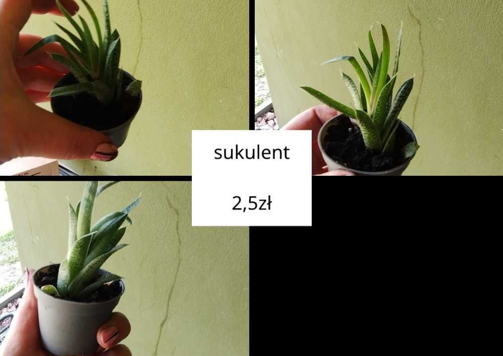 sansevieria, starzec, sukulenty, syngonium