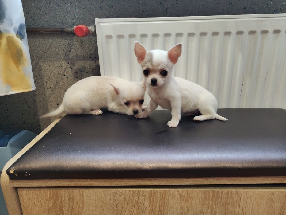Chihuahua śliczne, odważne - rozsądna cena - zapraszamy