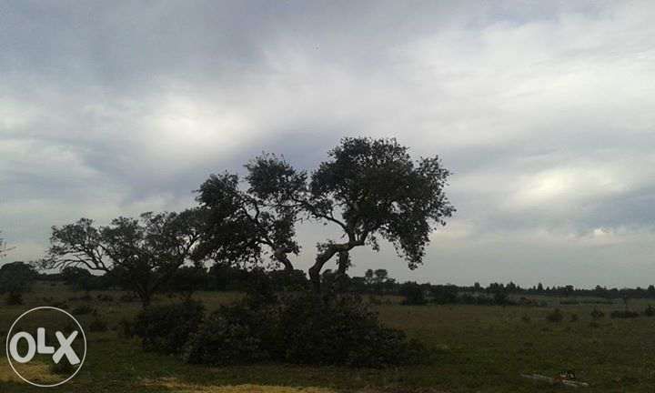 Poda de arvores variadas