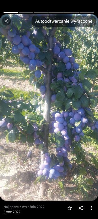 Śliwki top hit prezydent amers