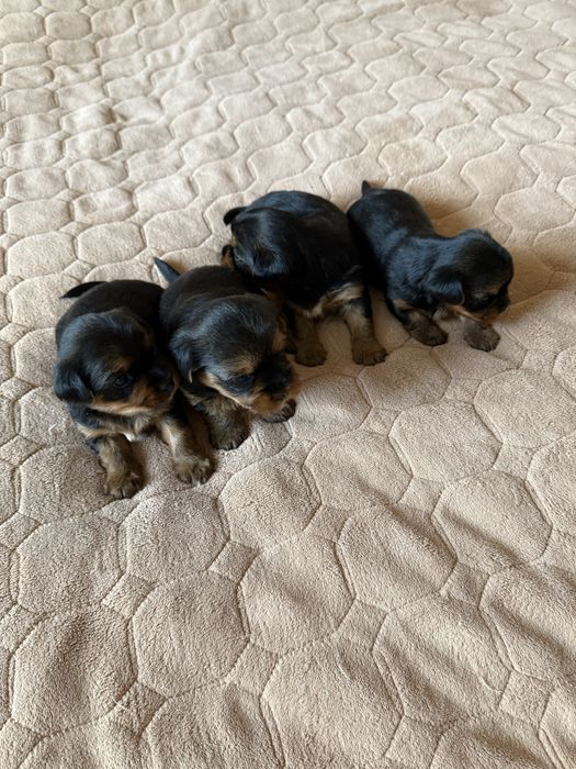 Щенки йоркширського терʼєра, йорк