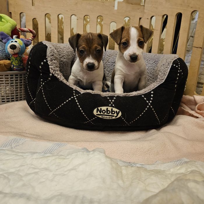 Дівчинка і хлопчик джек рассел терера готові до переїзду