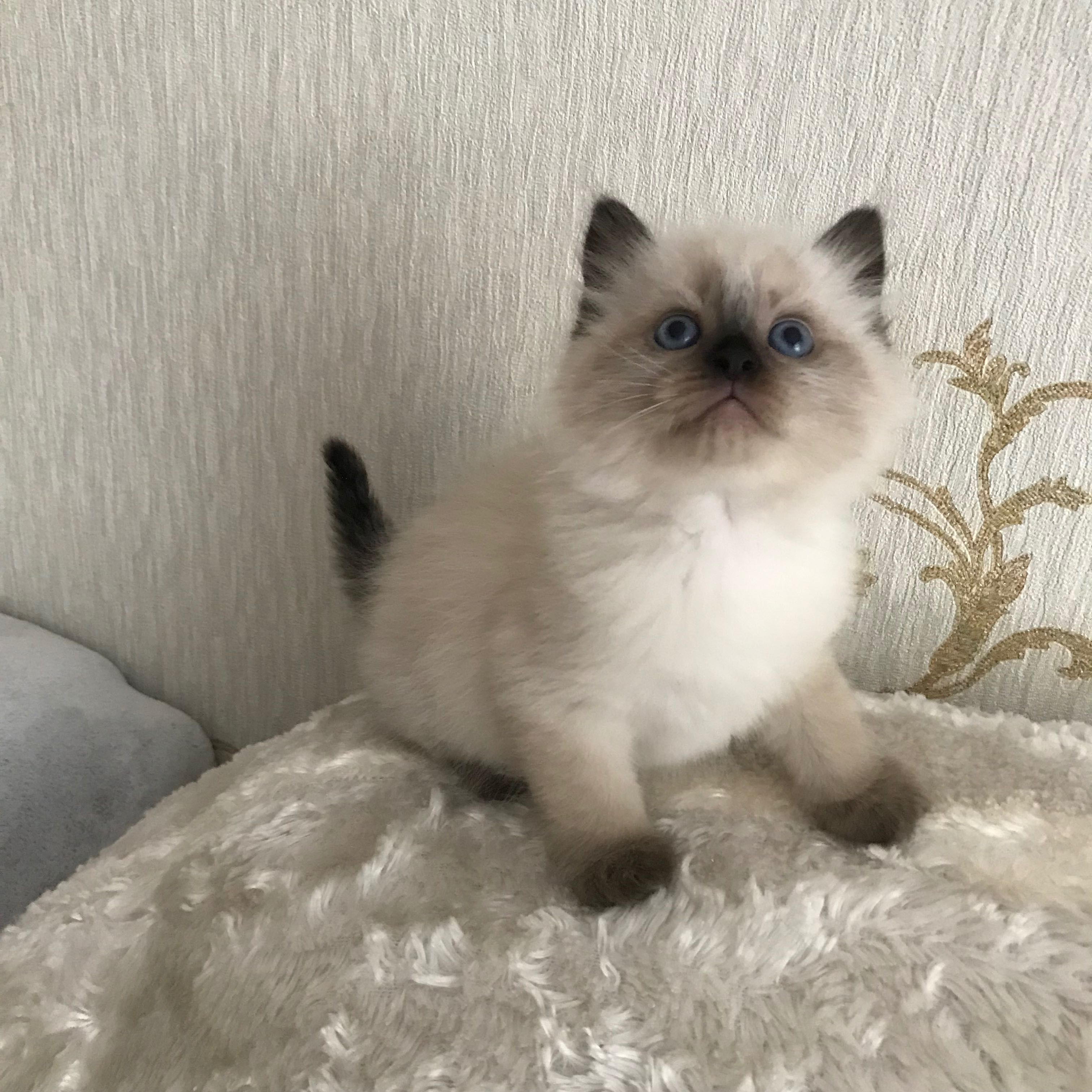 Котёнок породы Рэгдолл возраст 1,3 мес