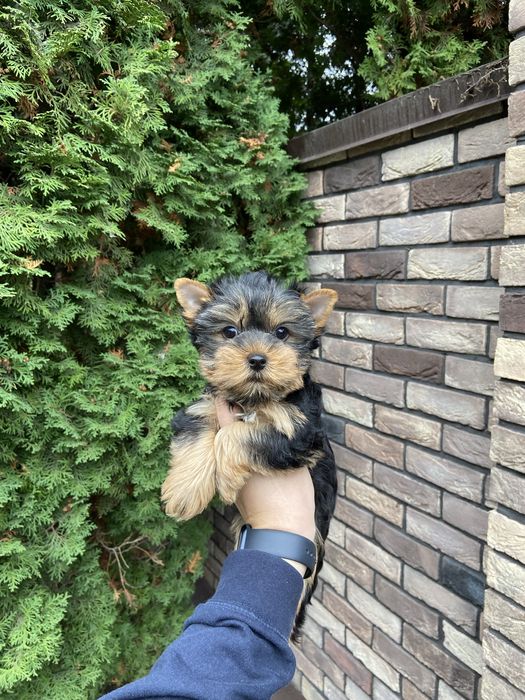 Віддамо хлопчика йорка за розумну ціну